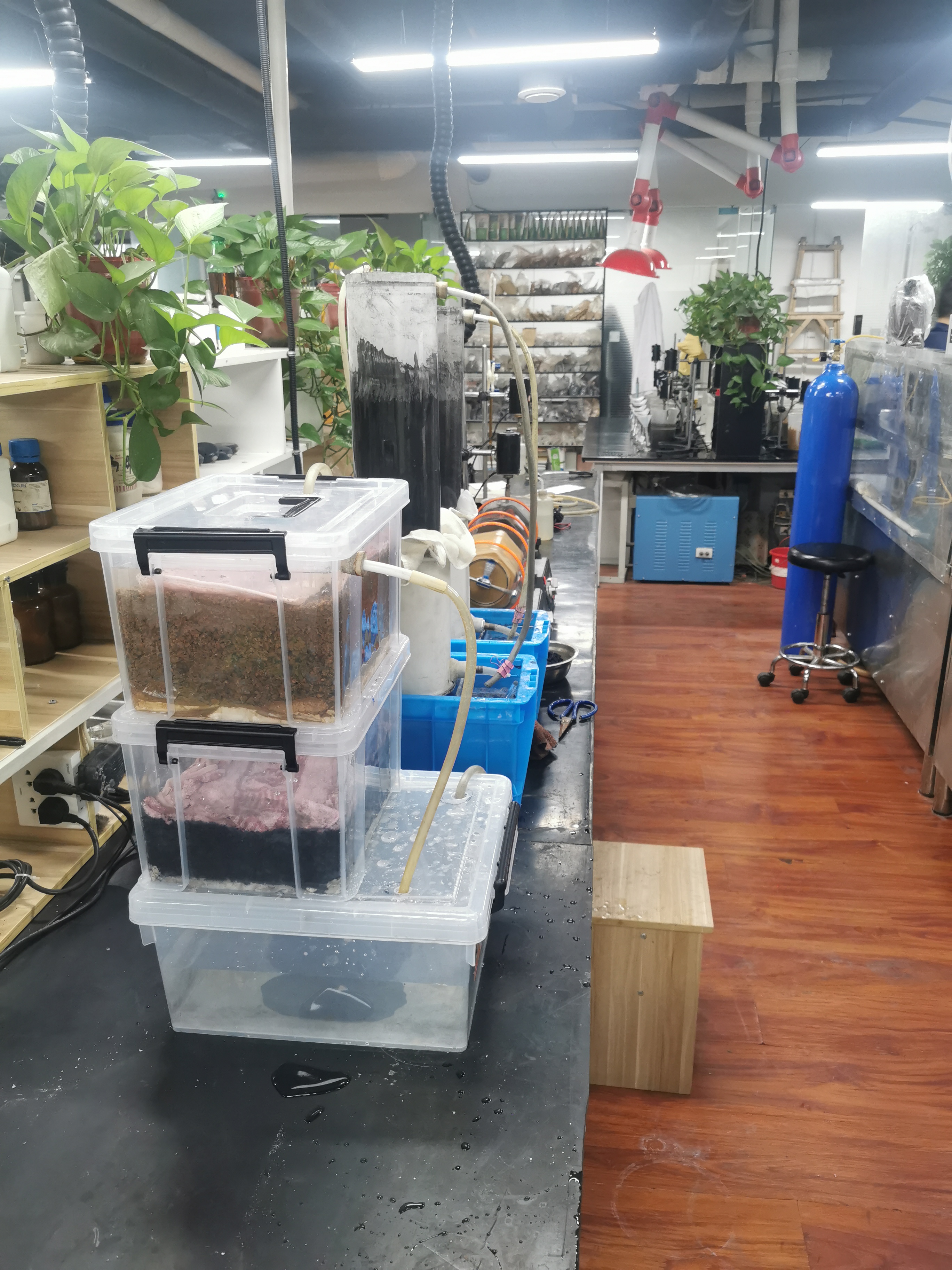 Laboratory establishment and technical training for laboratory technicians